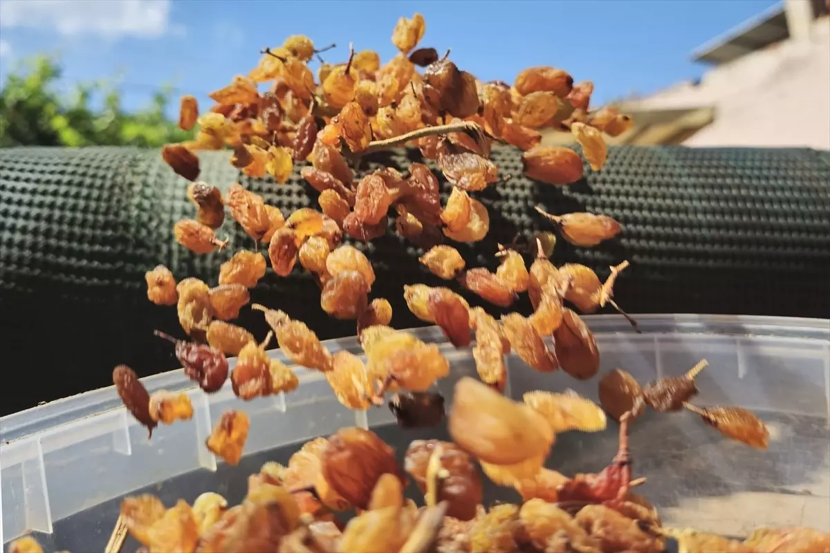 kuru uzum ihracatinda rekor gelir 6qEHqnv7