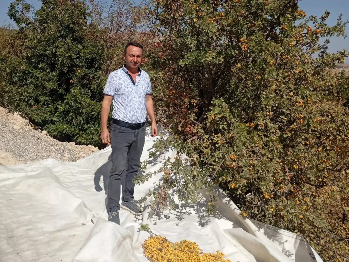 akcadagda alic hasadi devam ediyor 9nMjGKVv