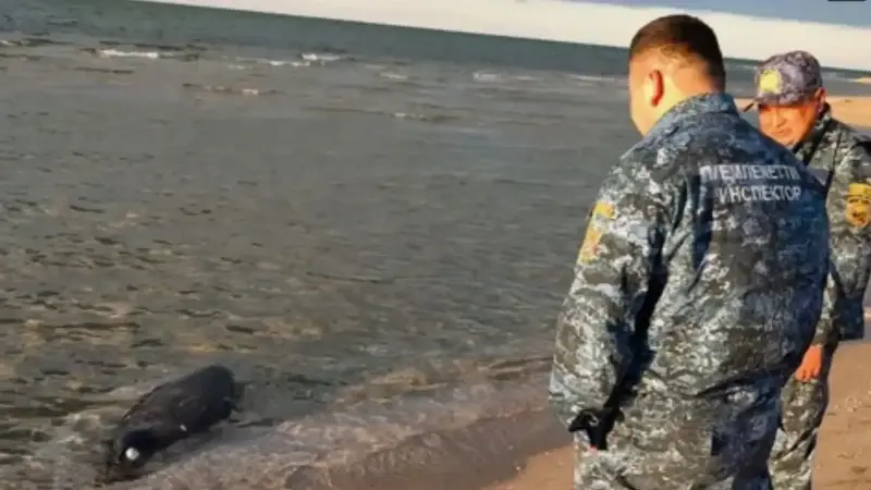 kazakistanin hazar denizi kiyisinda 100den fazla fok olu bulundu as8LSA8N.webp