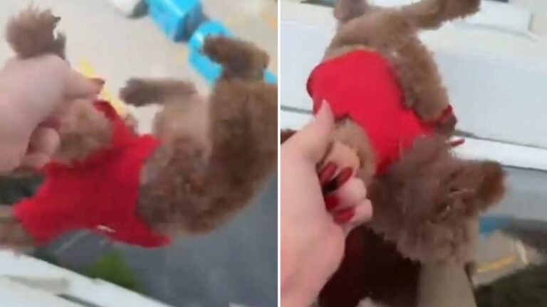 o-anlari-kaydetti-basaksehirde-pencereden-sarkittigi-kopegi-cama-vurdu-WWJAVu3v