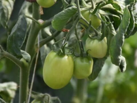 Ciftcinin dalindaki yesil domatesine icra geldi GOuLaqMX
