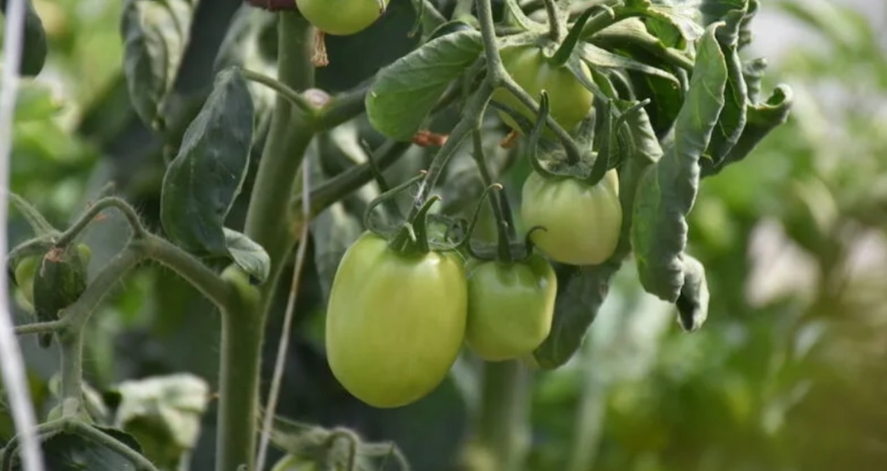 Ciftcinin dalindaki yesil domatesine icra geldi GOuLaqMX