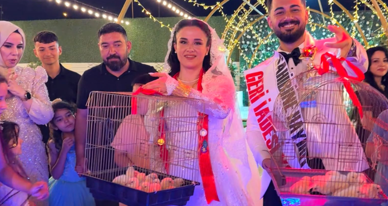 Damada dugunde siradisi hediye altin yerine 100 civciv takti IMFwTLRQ