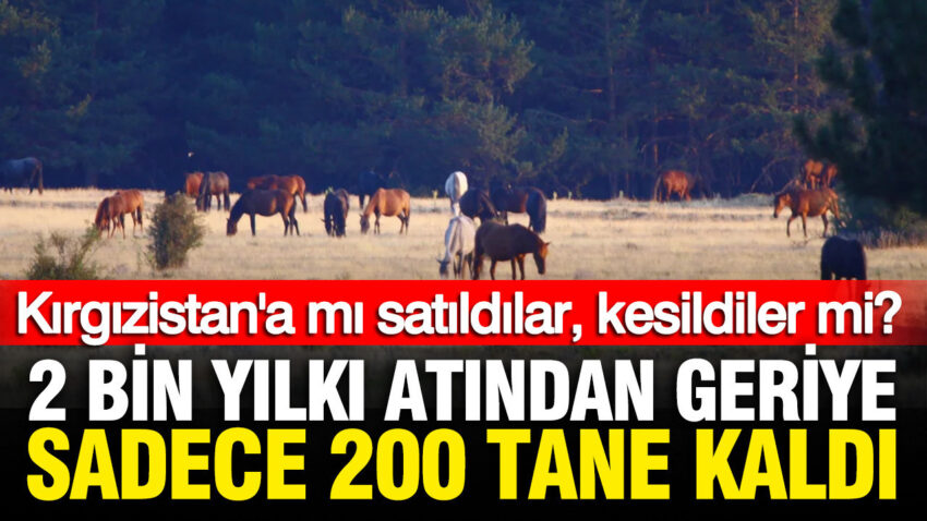 Yilki atlari gizemli sekilde yok oldu iddiasi kirgizistana mi satildilar kesildiler mi 1FtBP2Q8